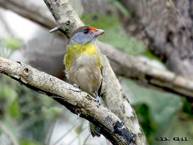 JUAN CHIVIRO (Cychlarhis gujanensis) - Parque Rivera-MONTEVIDEO (Junio 2011)
